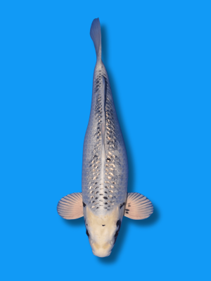 Ginrin Gin Matsukawabake | Koi&Co.